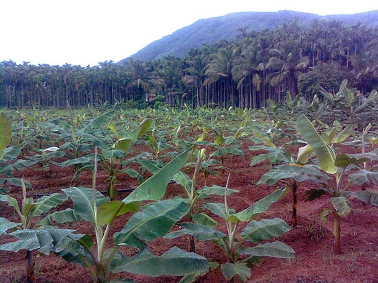 Agriculture in Arimbra 1 Arimbra Agriculture