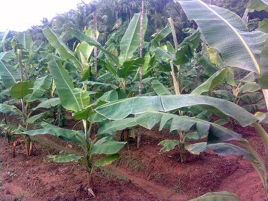 Agriculture in Arimbra 2 Arimbra Agriculture