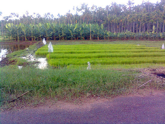 Agriculture in Arimbra 3 Arimbra Agriculture