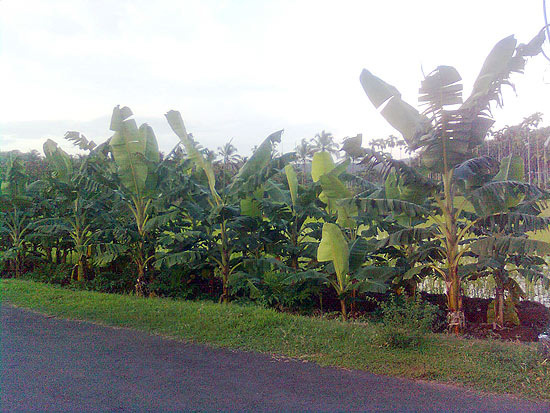 Agriculture in Arimbra 4 Arimbra Agriculture