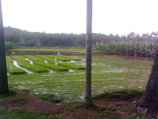 Agriculture in Arimbra 5 Arimbra Agriculture