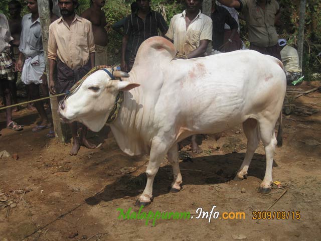 kaalapoottu competetion in arimbra malapppuram district4