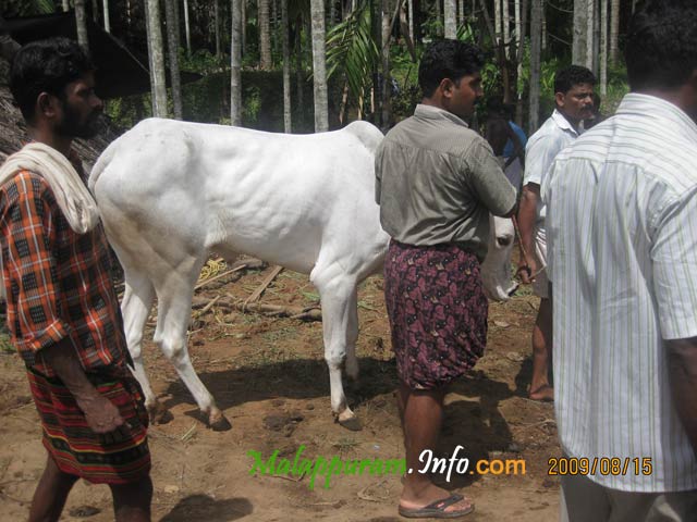 kaalapoottu competetion in arimbra malapppuram district5