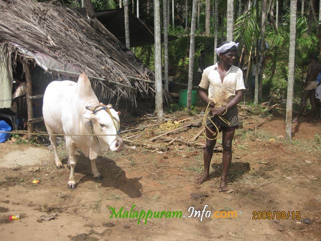 kaalapoottu competetion in arimbra malapppuram district6