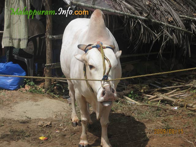 kaalapoottu competetion in arimbra malapppuram district7