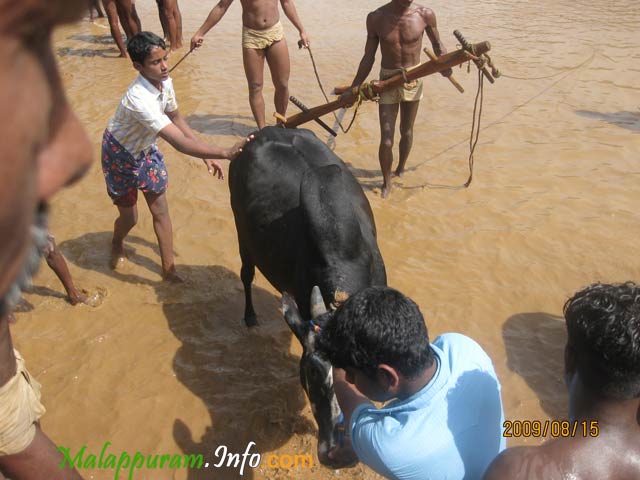 kaalapoottu competetion in arimbra malapppuram district1
