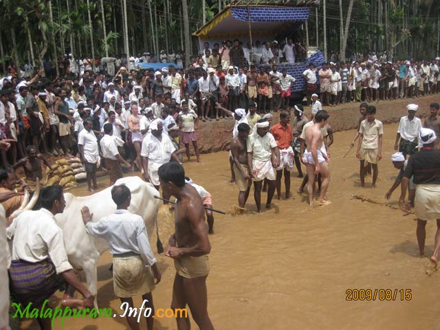 kaalapoottu competetion in arimbra malapppuram district1