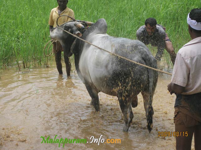 kaalapoottu competetion in arimbra malapppuram district3