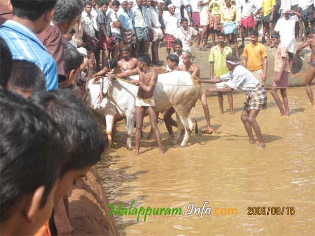 kaalapoottu competetion in arimbra malapppuram district1